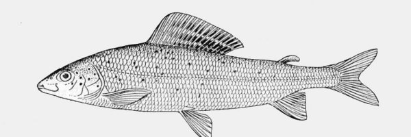 Ряпушка рыба