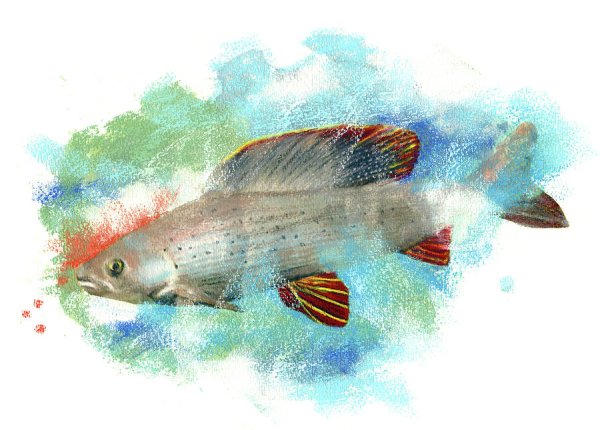 Хариус рыба рисунок