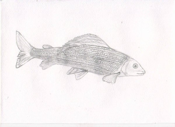 Хариус карандашом