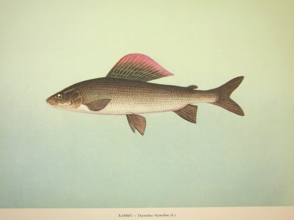 Европейский хариус — Thymallus Thymallus (l., 1758)
