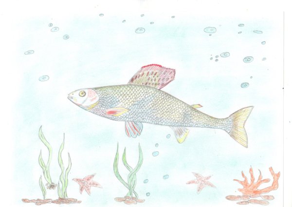 Хариус рыба рисунок