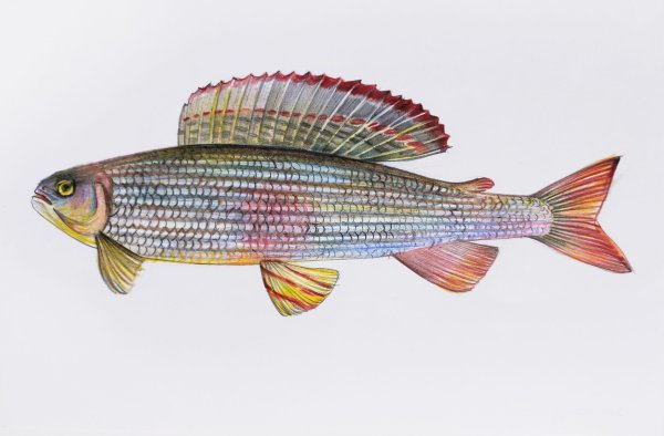 Хариус Дальневосточный