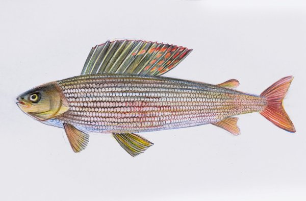 Омуль,сиг,хариус Байкальский хариус