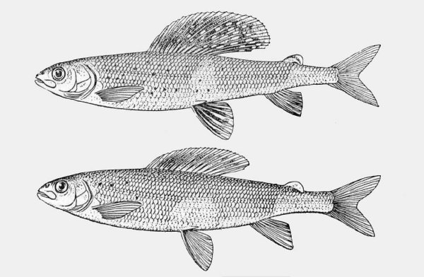 Хариус самец и самка