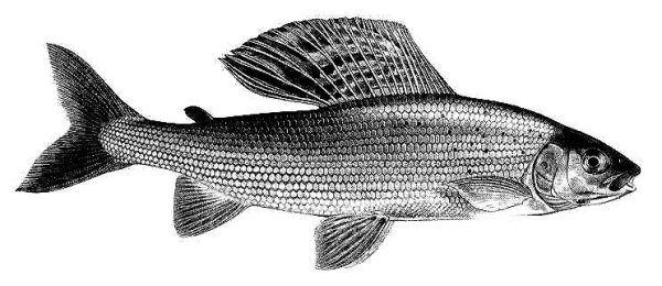 Хариус Европейский изображение