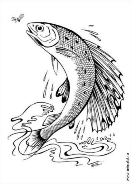 Хариус рисунок карандашом