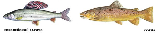 Европейский хариус красная книга