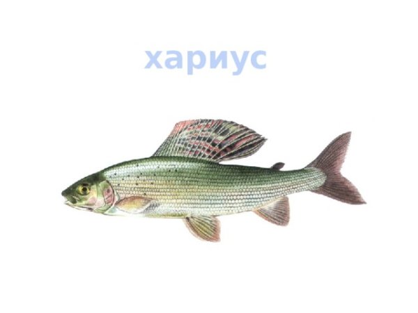 Хариус Ленок омуль