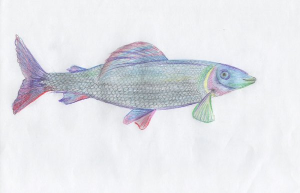 Хариус карандашом