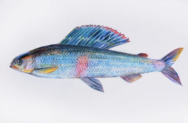 Хариус лосось