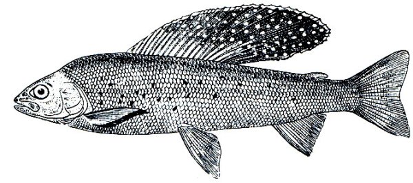Хариус рыба рисунок