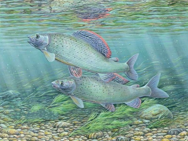 Хариус живопись