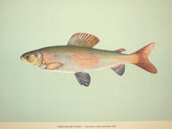 Сибирский хариус - Thymallus arcticus