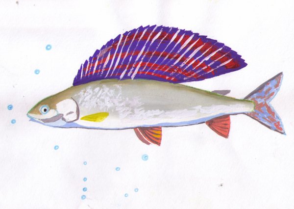 Хариус рыба для детей