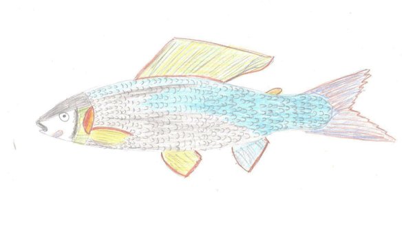 Хариус нарисованный