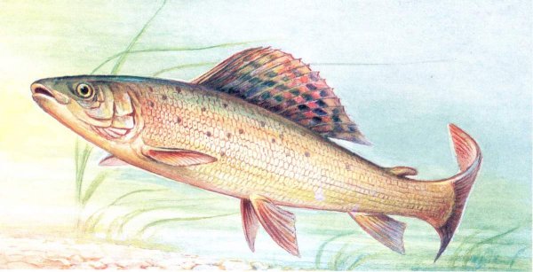 Хариус рыба рисунок