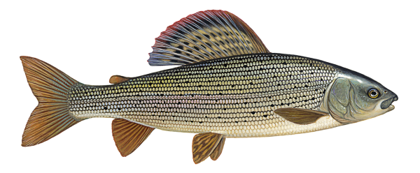 Амурский хариус – Thymallus grubii