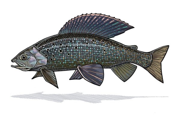 Хариус рисовать