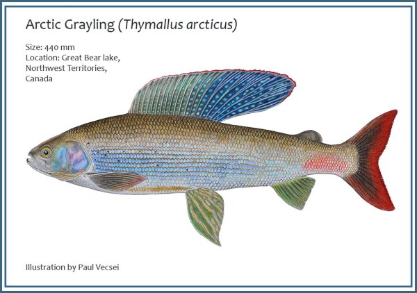 Рыба хариус для дошкольников