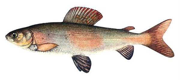 Сибирский хариус рисунок
