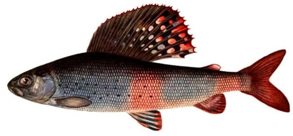 Европейский хариус Thymallus Thymallus