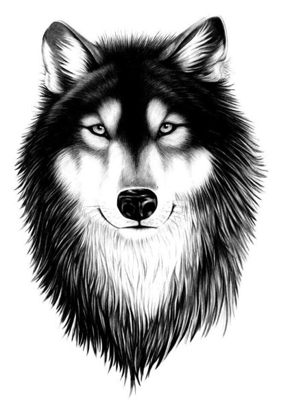 Тату морда волка