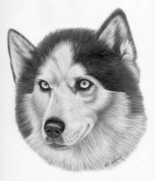 Лайка карандашом