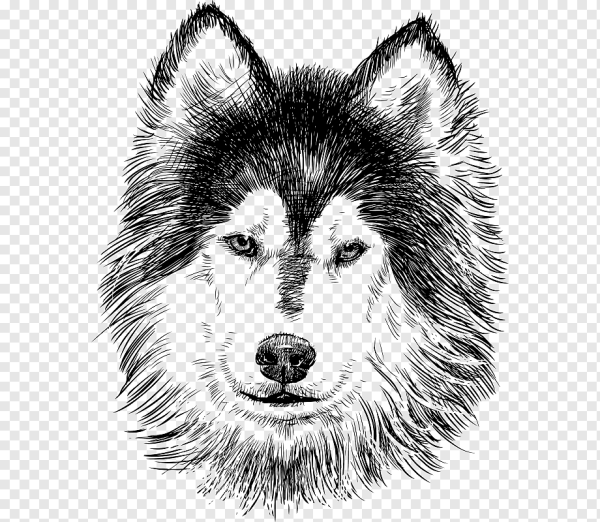 Морда хаски рисунок
