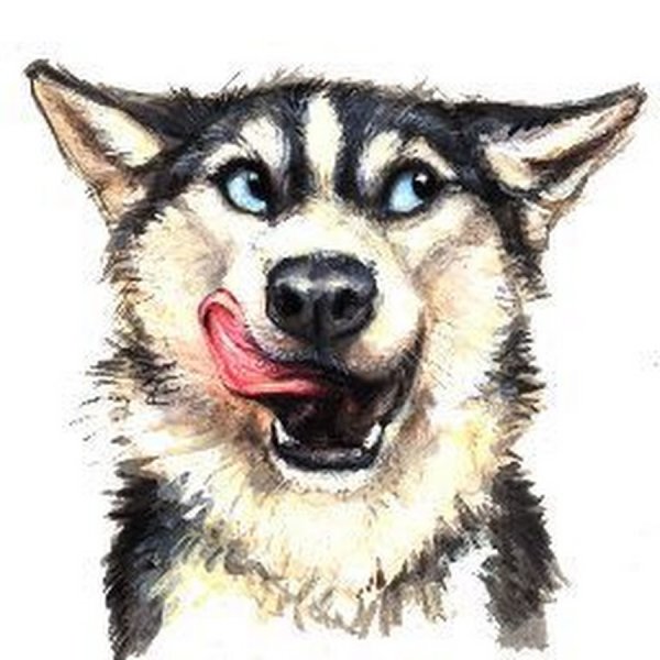 Хаски рисунок