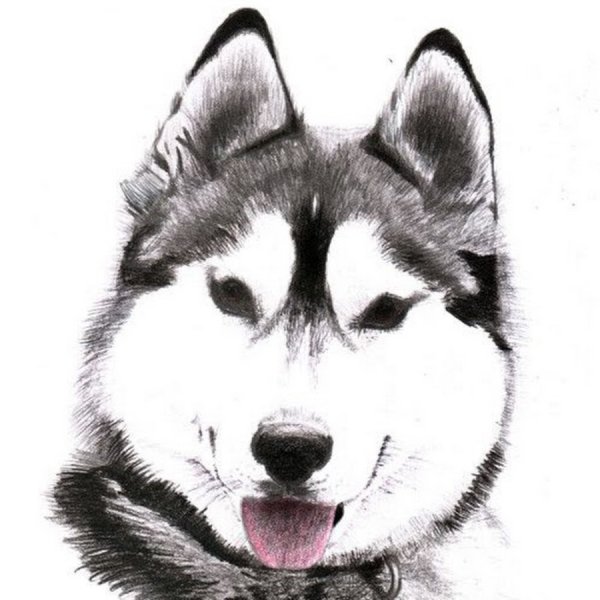 Хаски рисунок