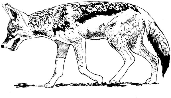 Раскраска Шакал