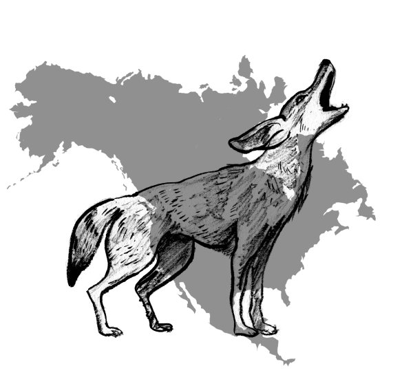 Койот на скале