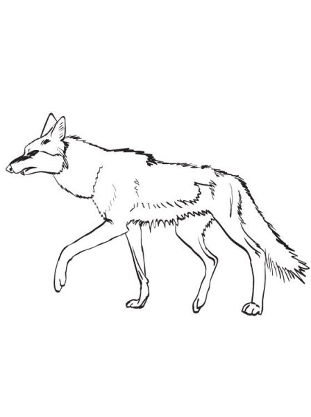 Шакал раскраска для детей