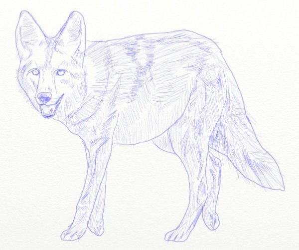 Койот для срисовки