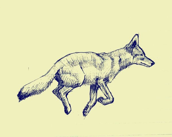 Койот скетч