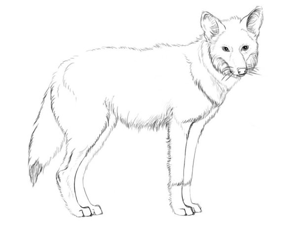 Раскраска Шакал