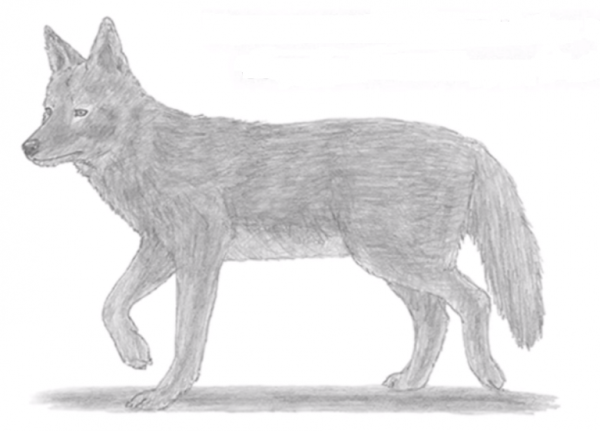 Шакал рисунок карандашом