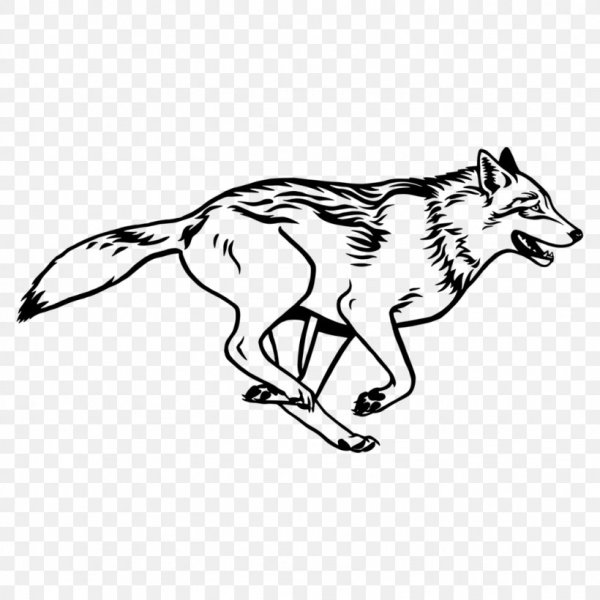 Графичный векторный койот