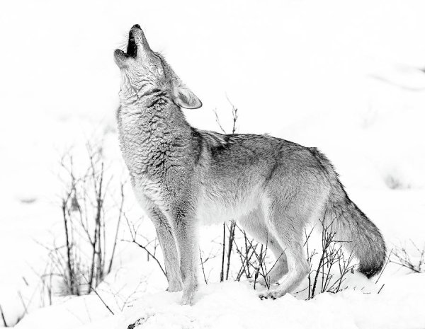 Койот черно белый