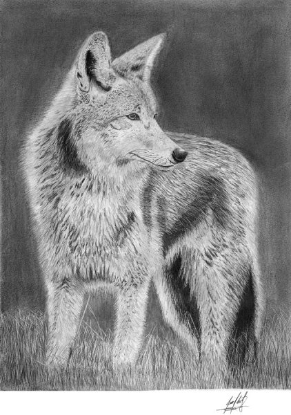 Койот черно белый