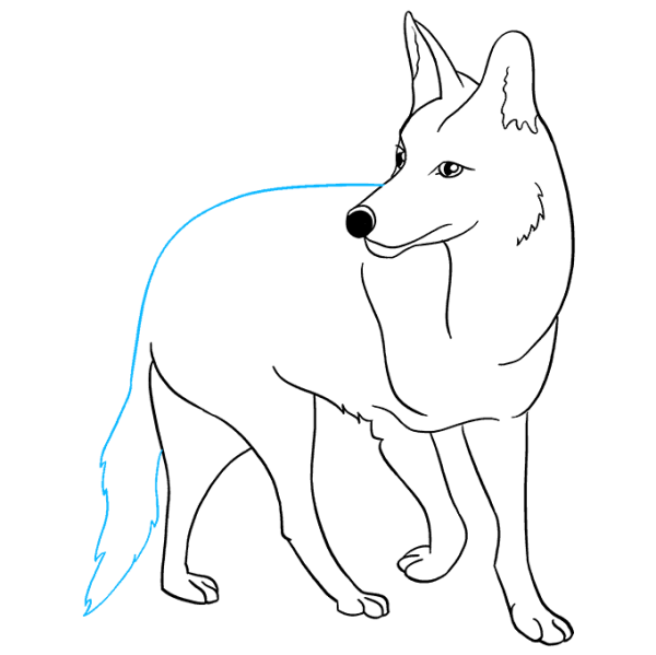 Койот рисунок легкий