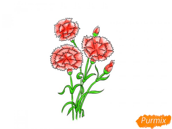 Гвоздики букет рисунок
