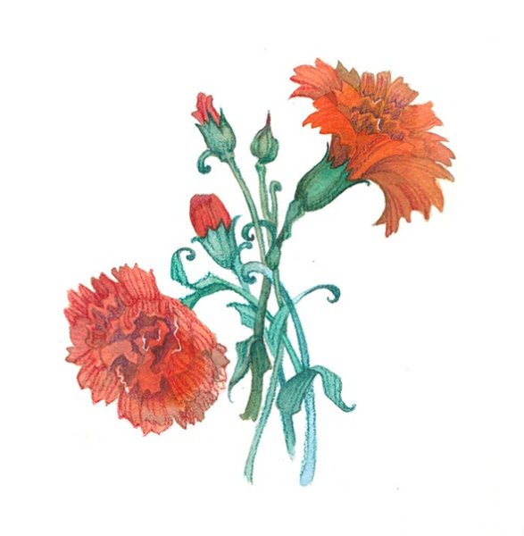 Нарисовать букет гвоздик