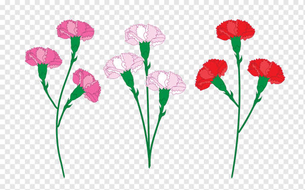 Стебель гвоздики