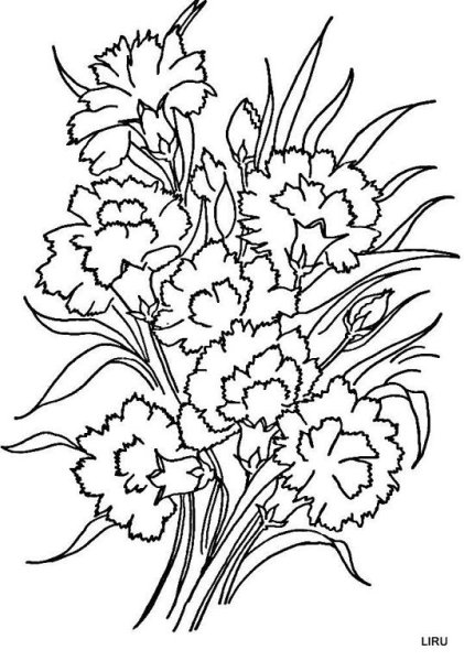 Букет гвоздик раскраска