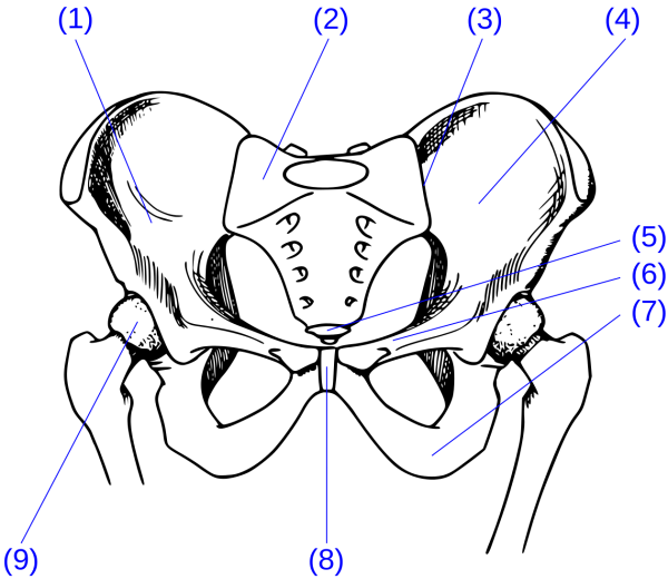 Кости таза анатомия
