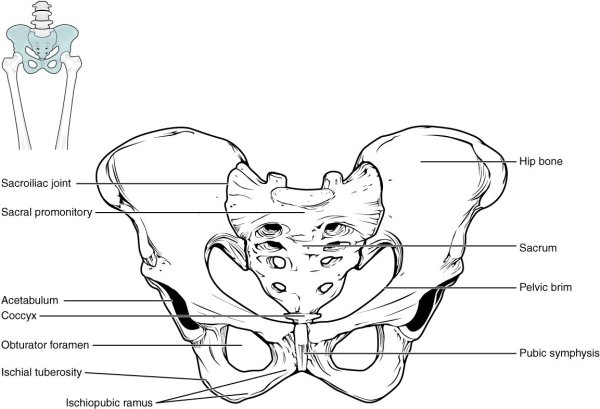Pelvis анатомия строение