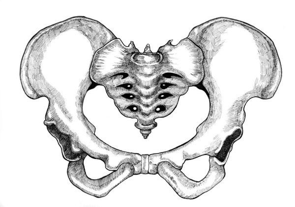 Кости таза анатомия