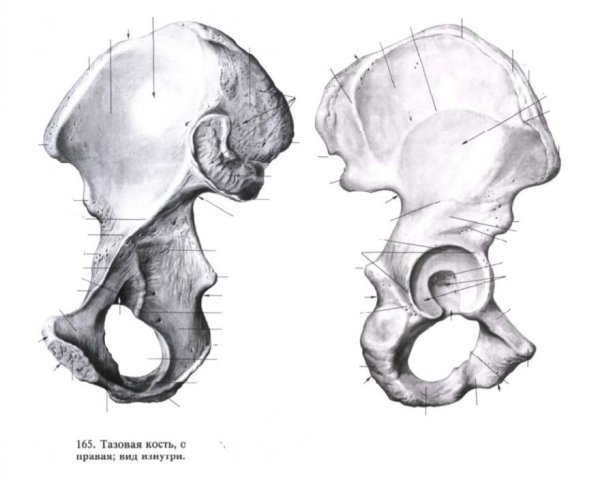Кости тазового пояса схема
