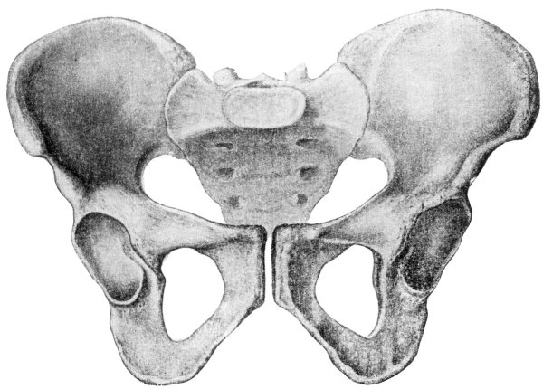 Кости таза анатомия